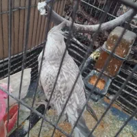 عروس هلندی|پرنده|رامشیر, |دیوار