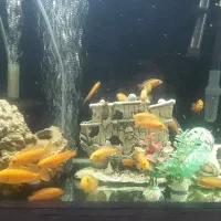 آکواریوم خم پمپ هوا ۲۰ عدد ماهی ماکرو زرد|ماهی|گلستان (تهران), |دیوار