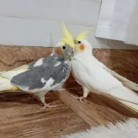 عروس هلندی جفت