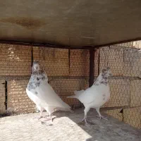 کبوتر|پرنده|میبد, |دیوار