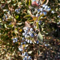 نهال زرشک سیاه