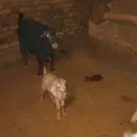 فروش بز و بزغاله|حیوانات مزرعه|قیدار, |دیوار