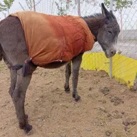 الاغ خر گله سیرجان