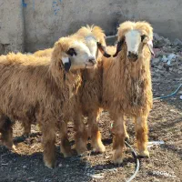 بره شیشک ابسن بی مثل|حیوانات مزرعه|شیراز, شاپورجان|دیوار