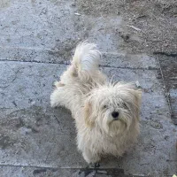 کوپر جنسیت نر قد یک وجب