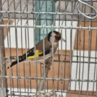 سهره متولد قفس