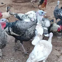 فروش بوقلمون محلی نر و ماده