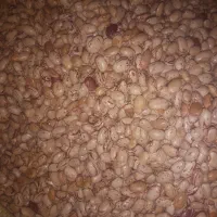 لوبیا چیتی|حراج|همدان, |دیوار