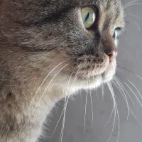 گربه بریتیش نر ۲سال و ۵ ماهه عقیم شده|گربه|تهران, شهرک شهرداری|دیوار