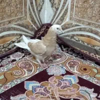 کبوتر زرد|پرنده|خان ببین, |دیوار