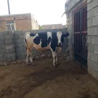 گوساله نر