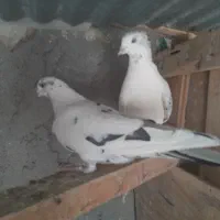 کبوتر