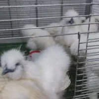 تخم نطفه دار نژاد ابریشمی ،جاپنیز ،محلی|حیوانات مزرعه|سمنان, |دیوار