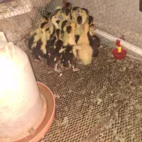 جوجه اردک خارجی یک ماهه|حیوانات مزرعه|بابل, |دیوار