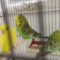 مرغ‌عشق‌‌ ‌انگلیسی|پرنده|قم, حنیف نژاد|دیوار