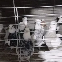 پرنده کفتر|پرنده|تفت, |دیوار