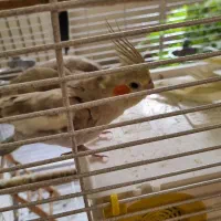 عروس هلندی نر و ماده|پرنده|تهران, سازمان برنامه شمالی|دیوار