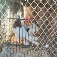 کبوتر|پرنده|محمدشهر, سیدآباد|دیوار