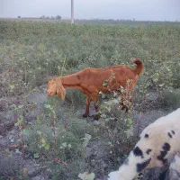 بز کلک آبستن شکم دوم|حیوانات مزرعه|گرگان, |دیوار