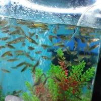 ماهی گوپی کوپی دونه ای 10 تومن|ماهی|اصفهان, دوطفلان|دیوار