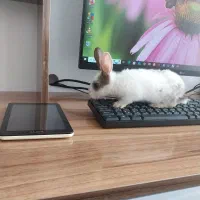 خرگوش بازی گوش ۲۵۰