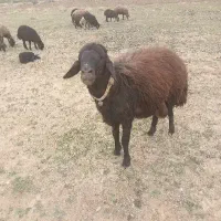 میش وبره