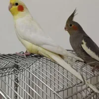 عروس هلندی|پرنده|کرج, کیانمهر|دیوار