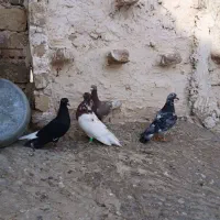 کفتر جفتگاه خوب|پرنده|تربت‌حیدریه, ترمینال|دیوار