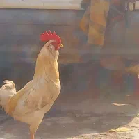 خروس کلین ریشو