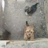 سگ پاکوتاه دوماه تازه ازشیرگرفته شدن