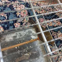 قناری ماده معاوضه