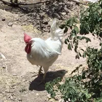 مرغ و خروس