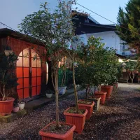 درخت پالم و انواع درختچه|گل و گیاه طبیعی|رشت, دیلمان|دیوار