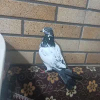 کبوتر پاکستانی