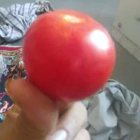 میوه