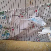 ۴ عدد مرغ عشق سالم مادر به همراه سه جوجه|پرنده|ری, هاشمآباد|دیوار