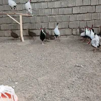 مرغ و خروس آمریکایی سیلور|پرنده|ساری, |دیوار