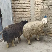 گوسفند‌و‌بره‌کوت‌عبدالله|حیوانات مزرعه|اهواز, اهواز|دیوار