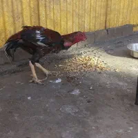 خروس لاری. افغان