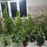 فروش انواع گل های پتوس و...|گل و گیاه طبیعی|مینودشت, |دیوار