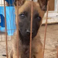 malineviz malinois مالینوا مالینویز بلژیکی نگهبان|سگ|تهران, زعفرانیه|دیوار
