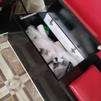 دو عدد مبل راحتی|صندلی و نیمکت|زرند, |دیوار