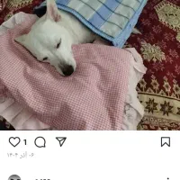 سگ پا کوتاه
