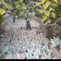 مرغ تخمگذارن تخم طلا واسه کاسبی عمده