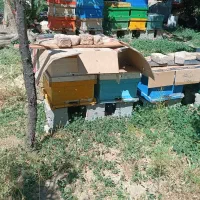 عسل طبیعی درجه ۱ بهاره چهل گیاه