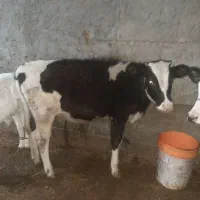 دو راس گوساله ماده|حیوانات مزرعه|بروجرد, |دیوار