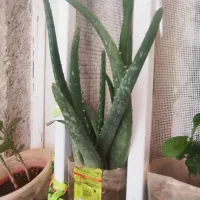 حراجی|حراج|سرپل ذهاب, |دیوار