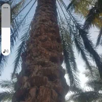 درخت میگرازم و خوشه هم میبرم روداب غربی