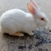 خرگوش چشم صورتی|موش و خرگوش|گنبد کاووس, |دیوار