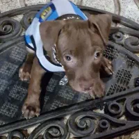 سگ پیت بول حرفه ای|سگ|بم, |دیوار